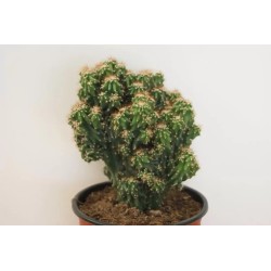 🌵 Cereus Peruvianus Monstruoso en Maceta de 13 cm 🌵 | Un cactus