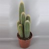 Pilosocereus Chrysosthele En Maceta De 8.5 Cm