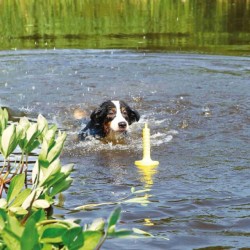 32331 Dog Activity, Poliuretano, Mot-Aqua, 29 cm Trixie