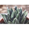 Agave Victoria reginae En Maceta De 13cm