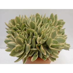 Crassula Money Maker Variegata En Maceta De 13 Cm