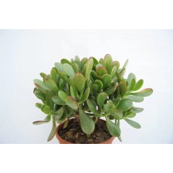 Crassula Ovata Sunset En Maceta De 13 Cm