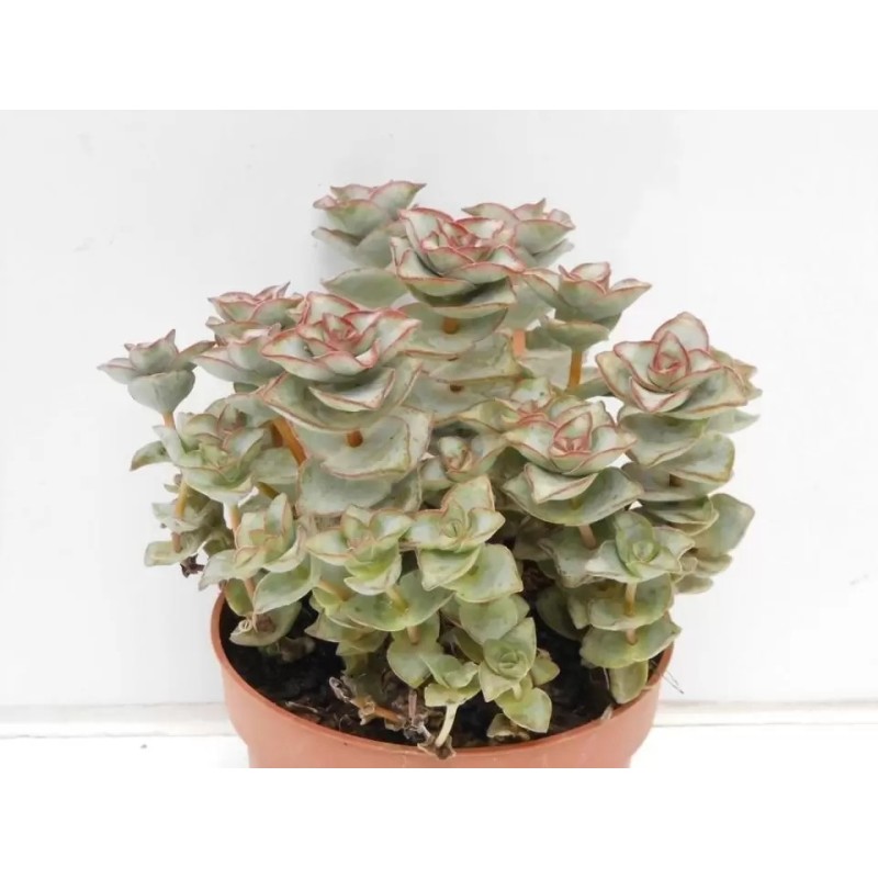 Crassula Perforata En Maceta De 13 Cm