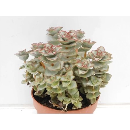 Crassula Perforata En Maceta De 13 Cm