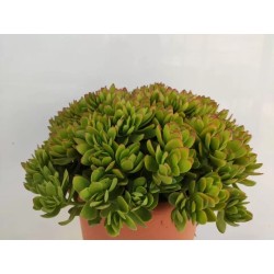 Crassula Platyphylla En Maceta De 13 Cm