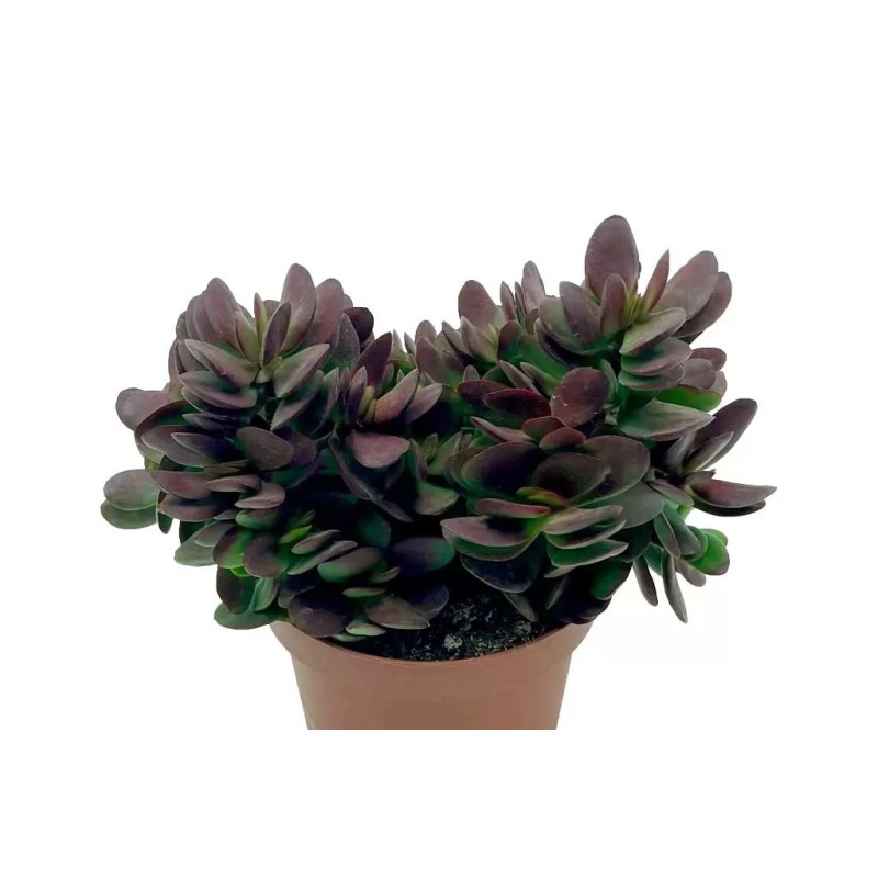 Crassula Platyphylla Burgundy En Maceta De 13 Cm