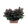 Crassula Platyphylla Burgundy En Maceta De 13 Cm