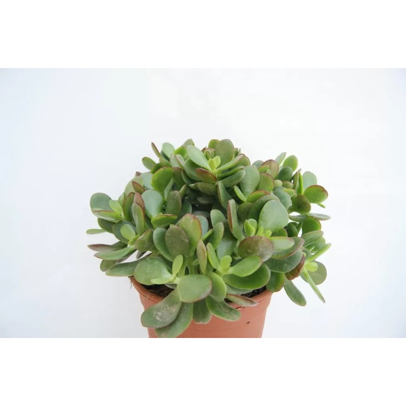 Crassula Portulacea Minor En Maceta De 13 Cm