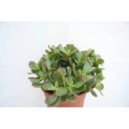 Crassula Portulacea Minor En Maceta De 13 Cm