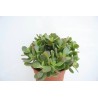 Crassula Portulacea Minor En Maceta De 13 Cm