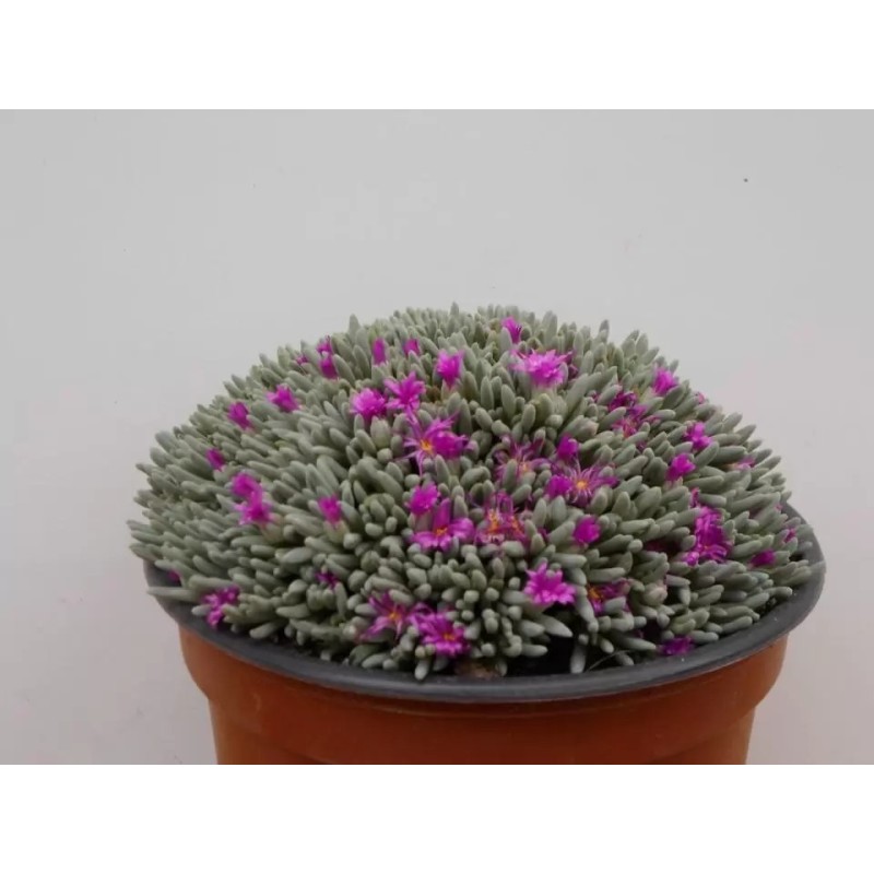 Delosperma Sphalmanthoides En Maceta De 13 Cm