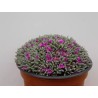 Delosperma Sphalmanthoides En Maceta De 13 Cm