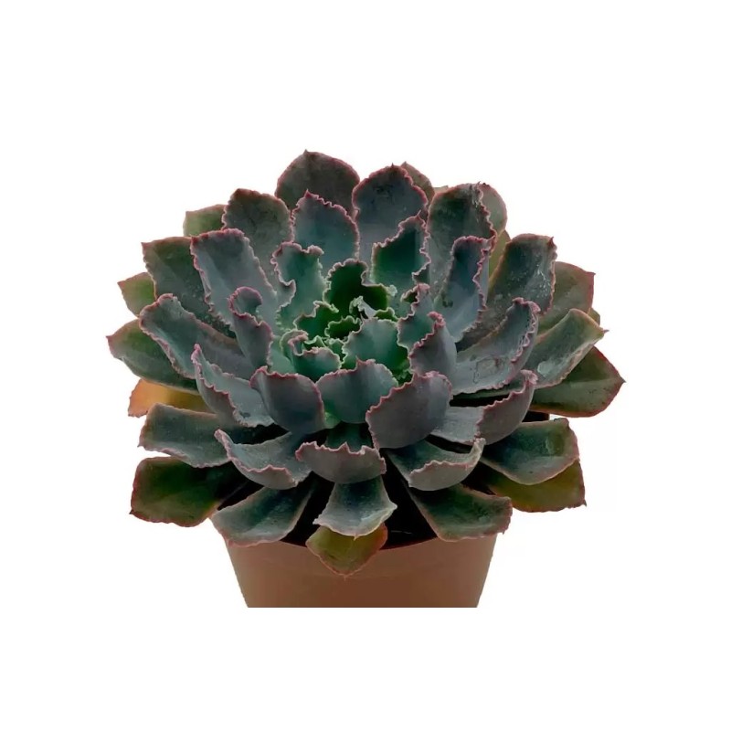 Echeveria Neon Breakers En Maceta De 13 Cm