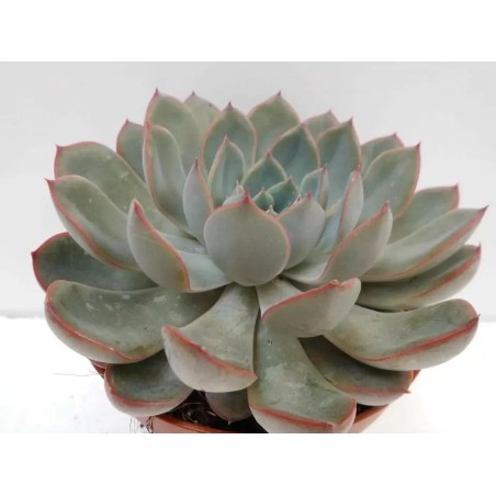 Echeveria Pink Edge En Maceta De 13 Cm