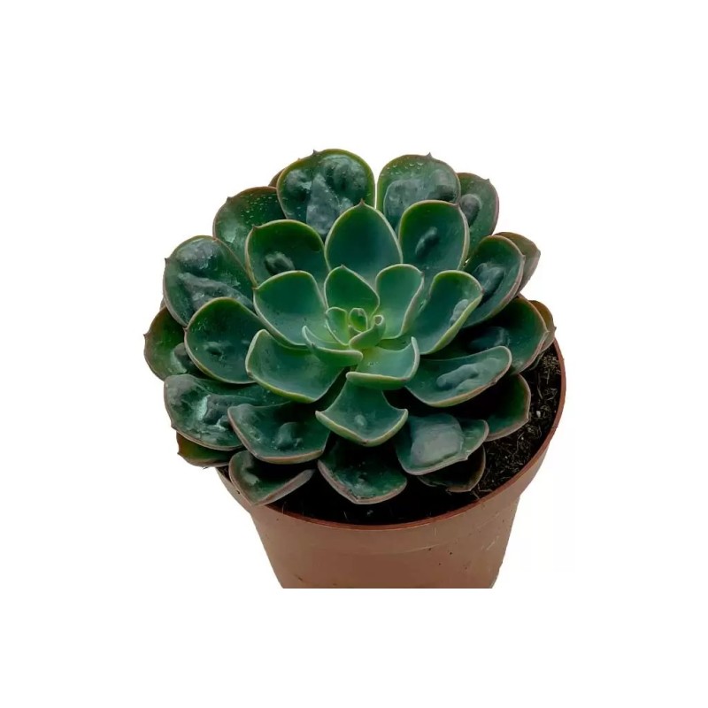 Echeveria Raindrops En Maceta De 13 Cm