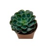 Echeveria Raindrops En Maceta De 13 Cm