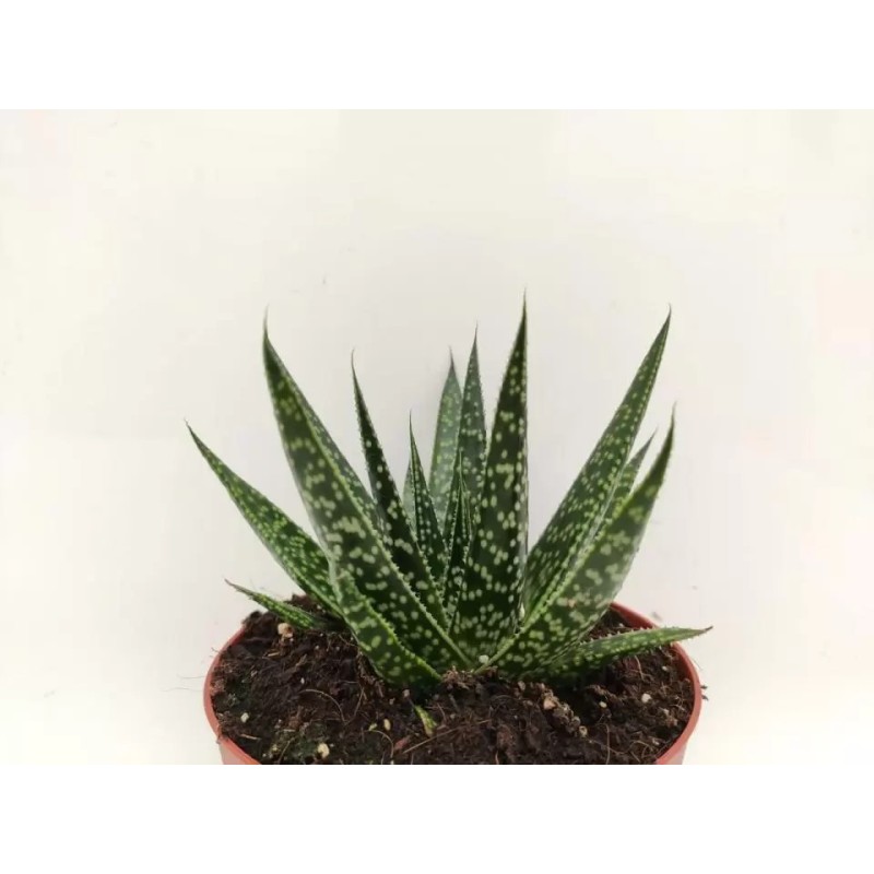 Gasteria Zimflora en Maceta de 13 cm | Planta Suculenta Resistente