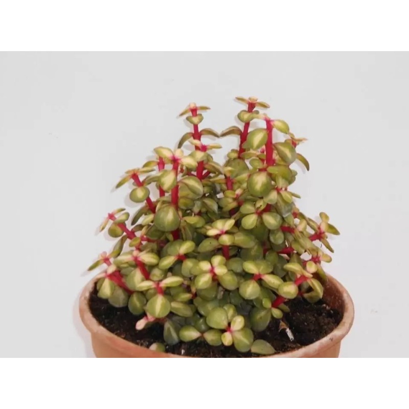Portulacaria Afra Mediopicta En Maceta De 13 Cm