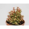 Portulacaria Afra Mediopicta En Maceta De 13 Cm