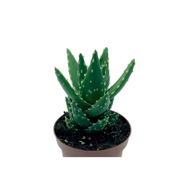 Aloe Mitriformis En Maceta De 13 Cm