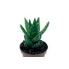 Aloe Mitriformis En Maceta De 13 Cm
