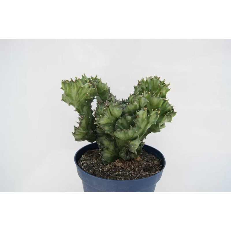 Euphorbia Lactea Cristata En Maceta De 13cm