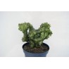 Euphorbia Lactea Cristata En Maceta De 13cm