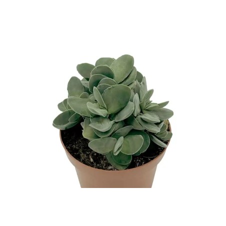 Crassula Cotyledonis En Maceta De 13 Cm