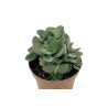 Crassula Cotyledonis En Maceta De 13 Cm