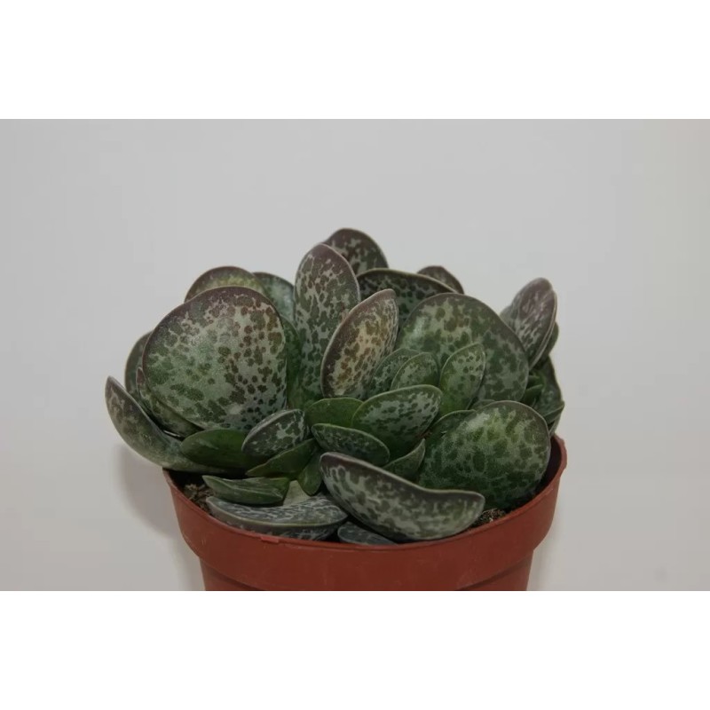 Adromischus Maculatus En Maceta De 13 Cm