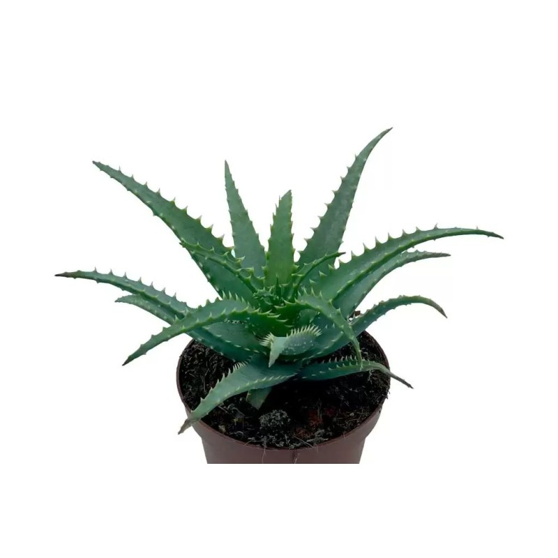 Aloe Spinosissima en Maceta de 13 cm - Planta Suculenta Exótica