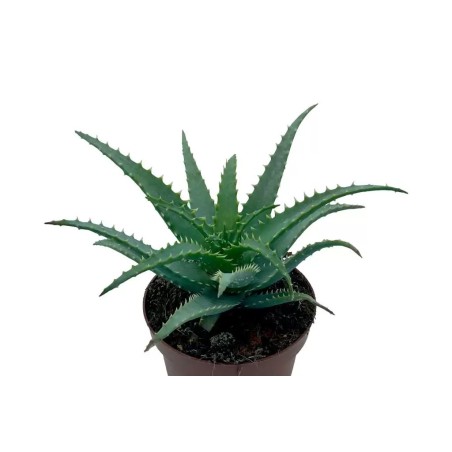 Aloe Spinosissima en Maceta de 13 cm - Planta Suculenta Exótica