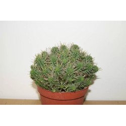 🌵 Euphorbia Mammillaris en Maceta de 13 cm – Cactus Único Resistente