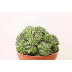 Euphorbia  Suzannae En Maceta De 13 Cm