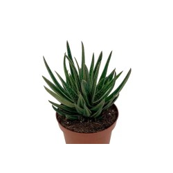 Gasteraloe Spirit En Maceta De 13 Cm