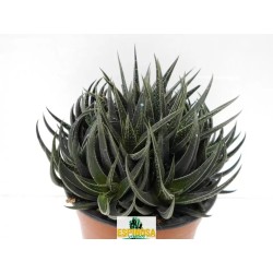 Haworthia Herbacea En Maceta De 13 Cm