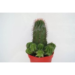 🌵 Euphorbia Horrida en Maceta de 13 cm – Cactus Exótico y Resistente