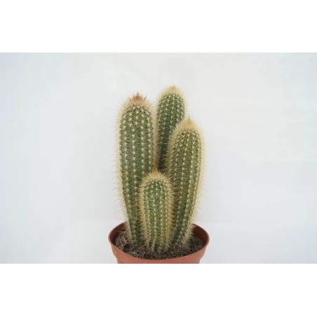 Pilosocereus Chrysosthele En Maceta De 8.5 Cm