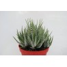 Haworthia Big Band En Maceta De 13 Cm