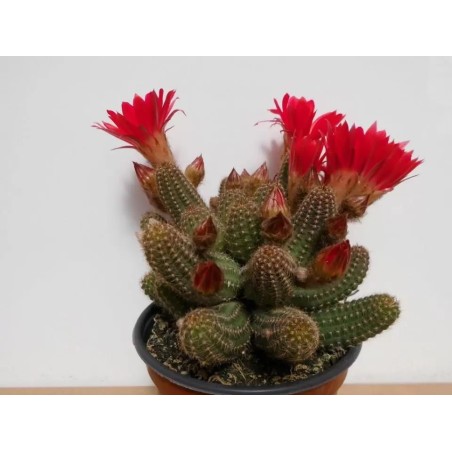 🌵 Chamaecereus Silvestrii en Maceta de 13 cm – Cactus de Floración