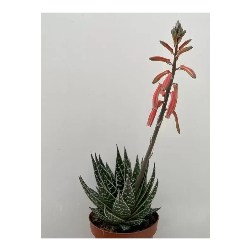 Aloe Tiki Thai en Maceta de 13 cm - Planta Suculenta Exótica