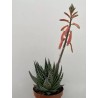 Aloe Tiki Thai en Maceta de 13 cm - Planta Suculenta Exótica