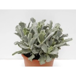 Cotyledon Coral En Maceta De 13 Cm