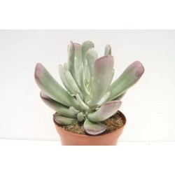 Cotyledon Silver Peak En Maceta De 13 Cm