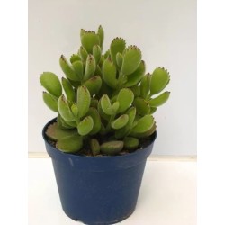 Cotyledon Tomentosum En Maceta De 13 Cm