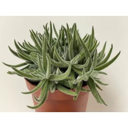 Crassula Mesembryanthemoides En Maceta De 13 Cm