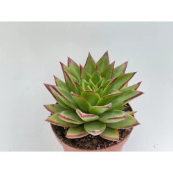 🌵 Echeveria Agavoides Ebony en Maceta de 13 cm – Suculenta Compacta