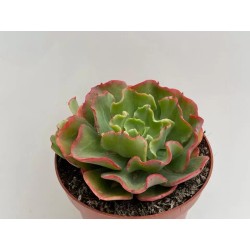 🌿 Echeveria Dorothy En Maceta De 13 Cm