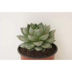 Echeveria Fabiola En Maceta De 8.5 Cm