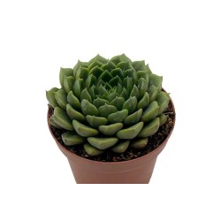 Echeveria Setorum Victor En Maceta De 13 Cm